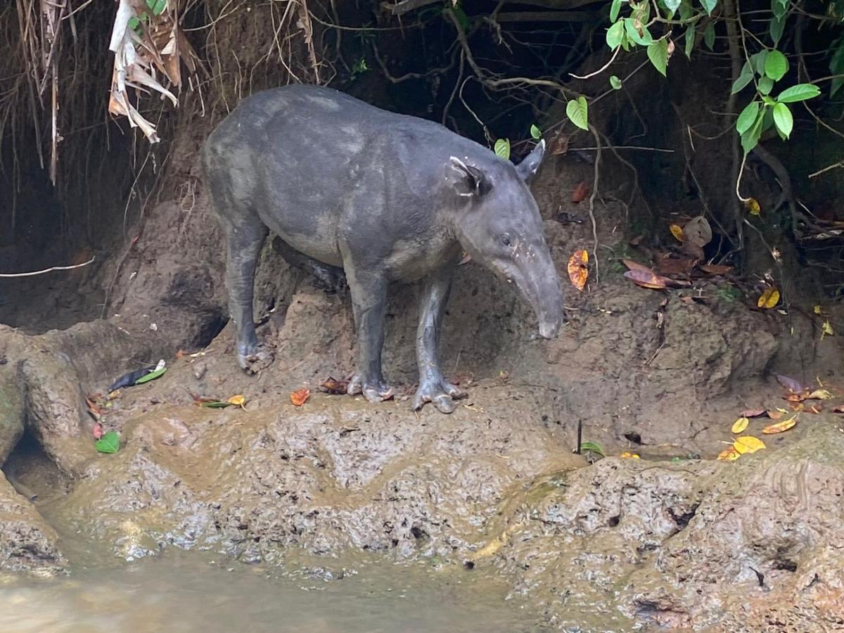 El Deseo Serendipity Tortuguero Zewnętrze zdjęcie