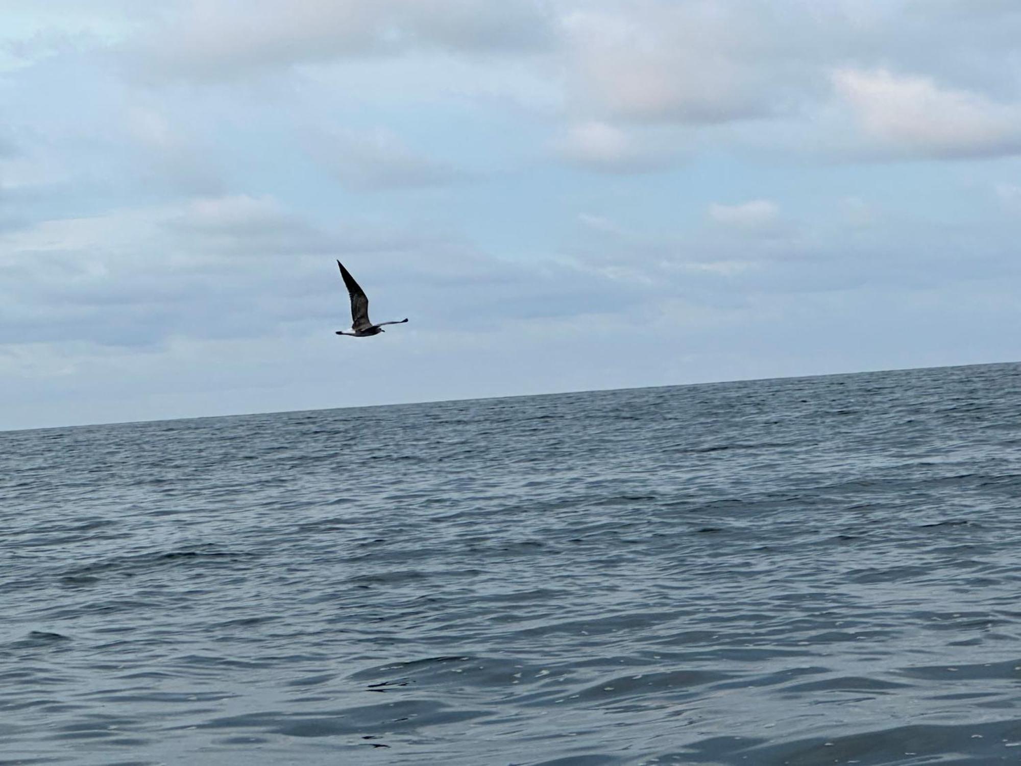 El Deseo Serendipity Tortuguero Zewnętrze zdjęcie