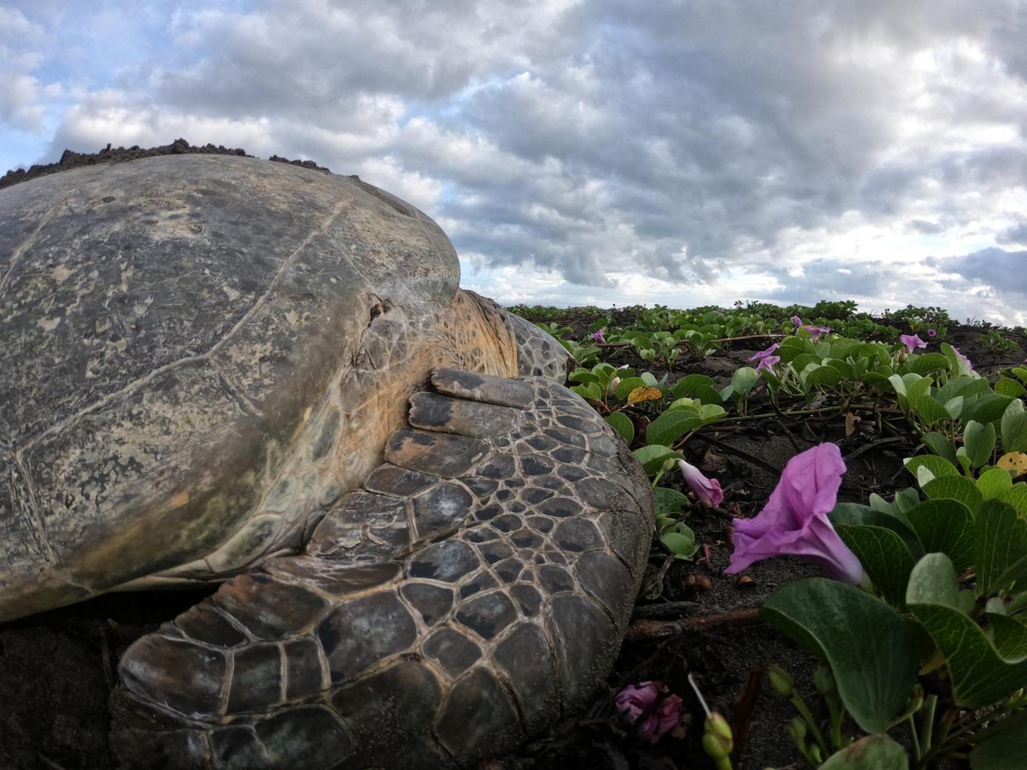 El Deseo Serendipity Tortuguero Zewnętrze zdjęcie