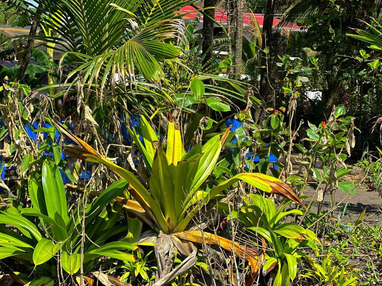 El Deseo Serendipity Tortuguero Zewnętrze zdjęcie